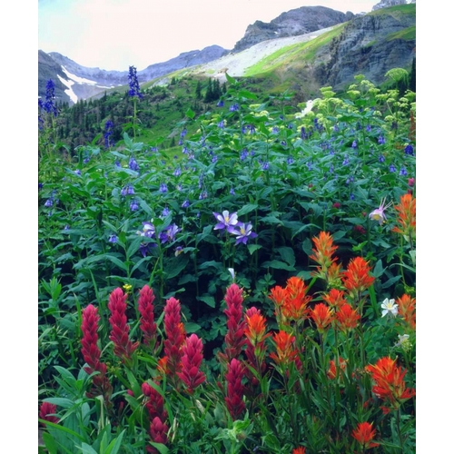 CO, flowers in Yankee Boy Basin in the Rocky Mts